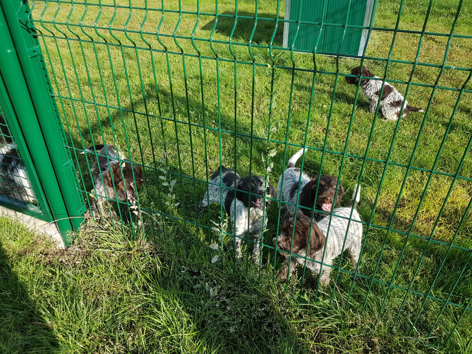 Elevage Canin Du Moulin De La Terrasse Avis